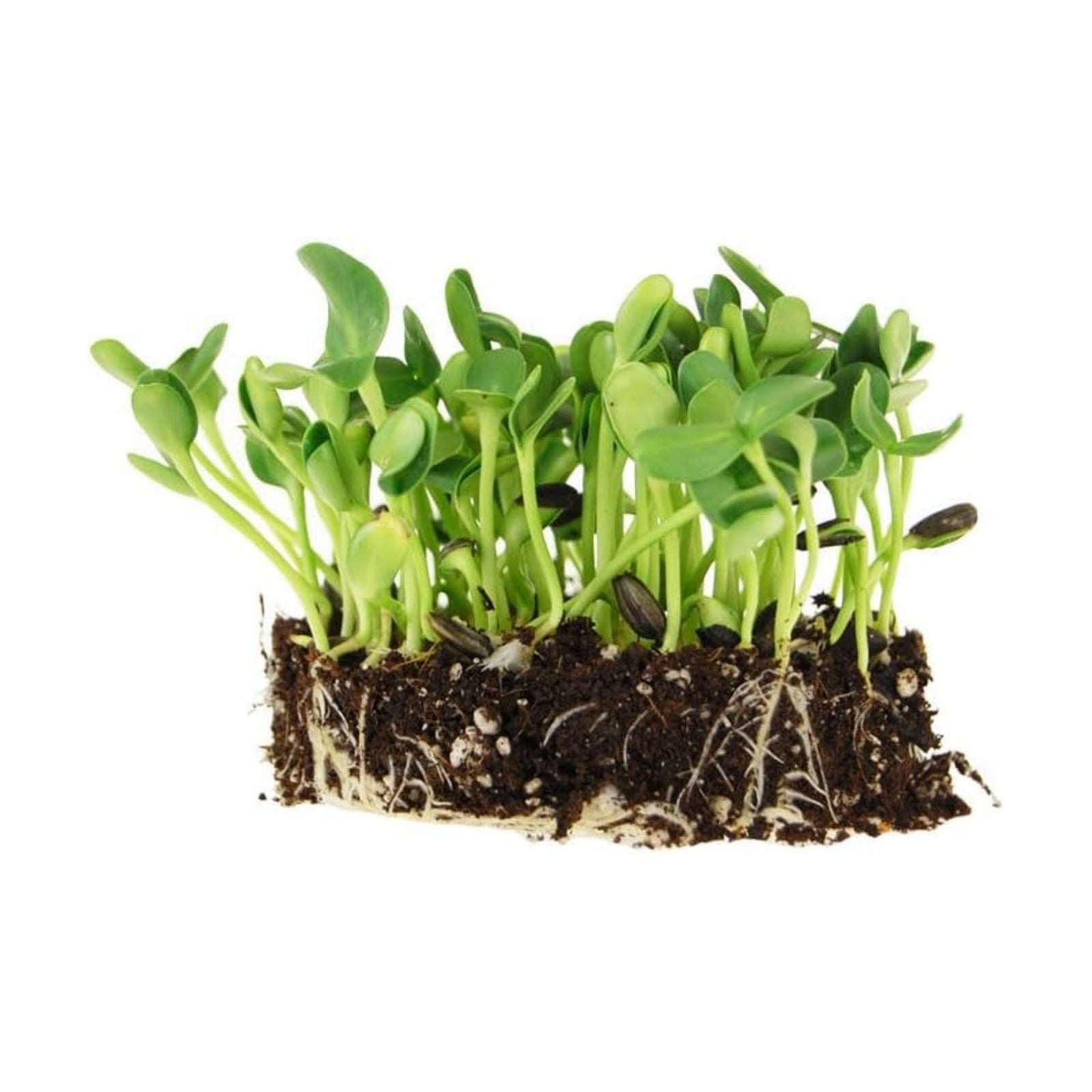 Sustainable Seed Co Organic Sunflower Black Oil Microgreens Seeds 25 Lb | ~200,000 Seeds