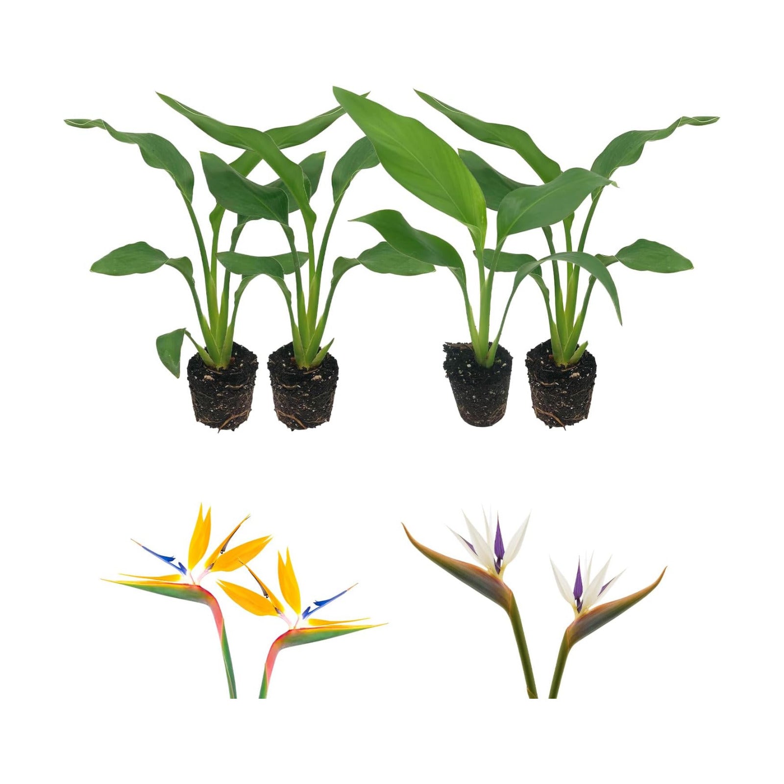 Live Orange & White Birds of Paradise Plant Variety - 'Birds of Paradise' Strelitzia nicolai - ragnaroc Tropical Plant