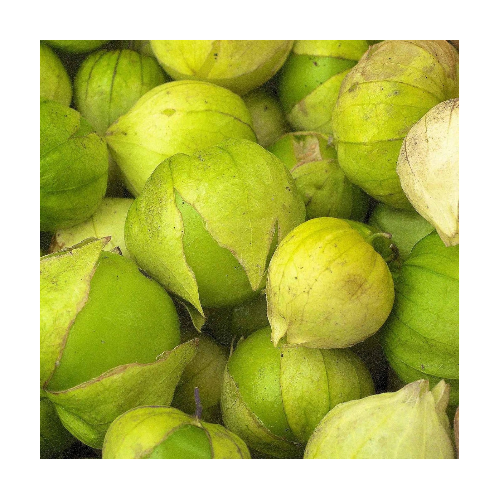 Mountain Valley Seed Co Grande Rio Verde Tomatillo Seeds 1 Oz ~10,000 Seeds | Non-GMO - Heirloom - Productive Green
