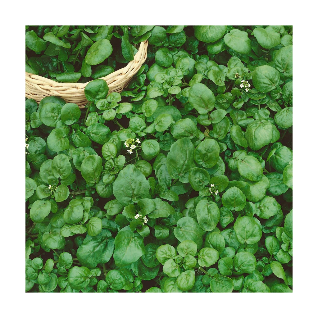 Sustainable Seed Co Organic Watercress Cress Seed 1 Oz 22,000 Seeds Non-GMO | Heirloom, High-Germination Leafy Greens