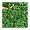Sustainable Seed Co Organic Watercress Cress Seed 1 Oz 22,000 Seeds Non-GMO | Heirloom, High-Germination Leafy Greens