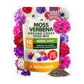 HOME GROWN Verbena Moss Seeds, 6,000+ Seeds, Verbena tenuisecta