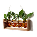 Plant Propagation Stations Heart Plant Terrarium Kit | Gift for Women Plant Lover Glass Vases