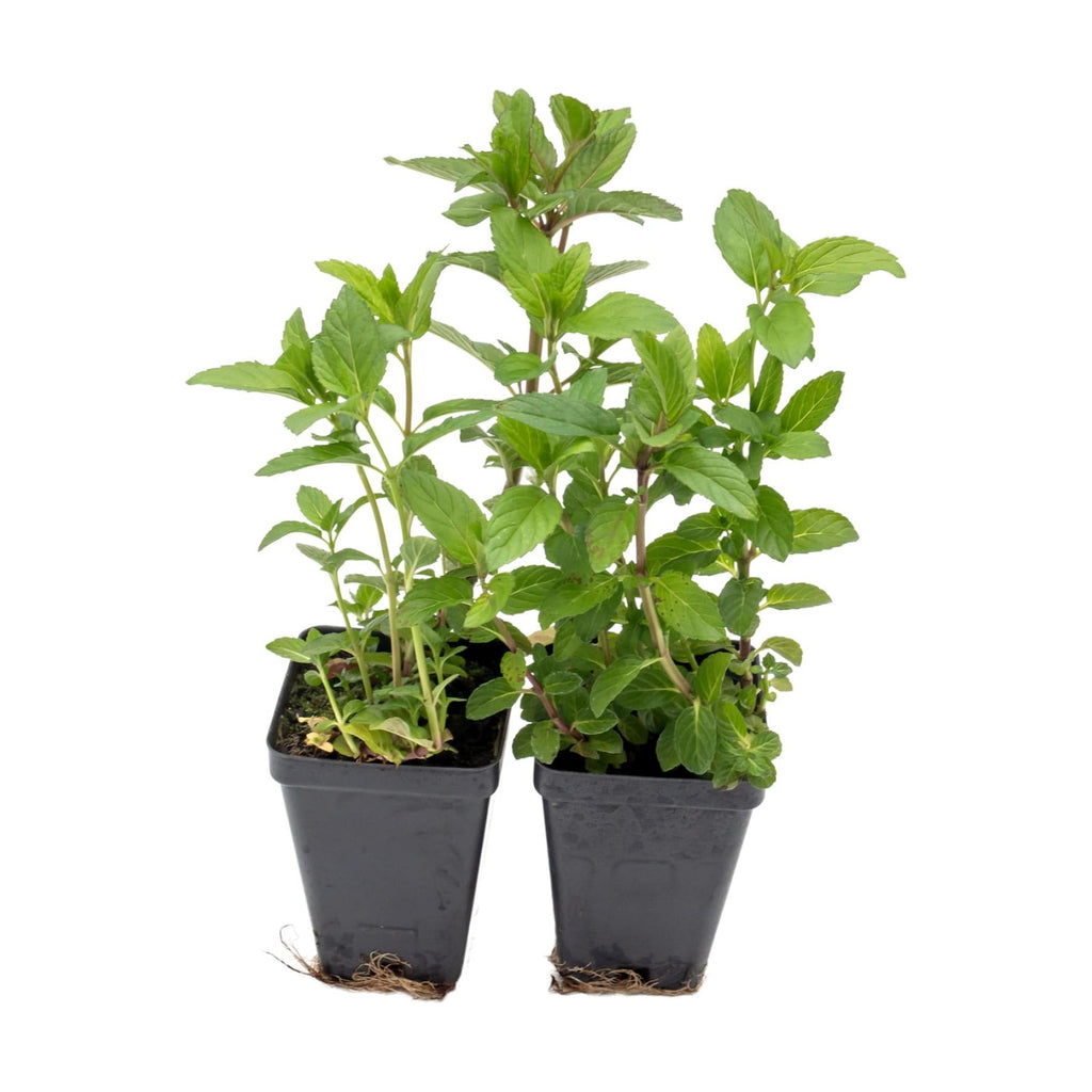 6 Chocolate Mint | Live Plants in 2.5-inch Nursery Cubes | Mentha x piperita f. citrata Chocolate Variety | Easy-Care