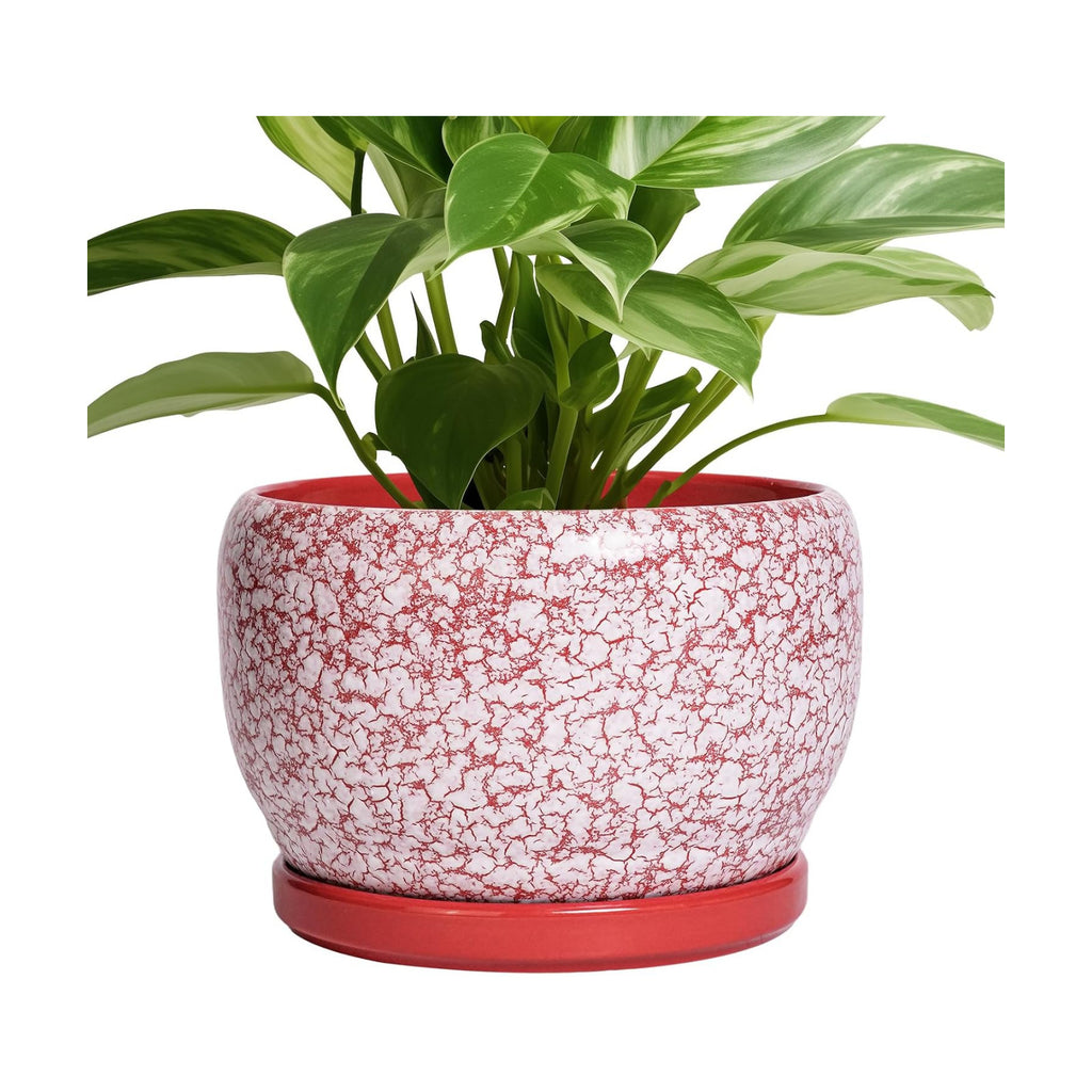 SQOWL Ceramic Pots for Plants - 8 inch Indoor Planter with Drainage Hole and Tray, Ceramic Flower Pot Outdoor, Round