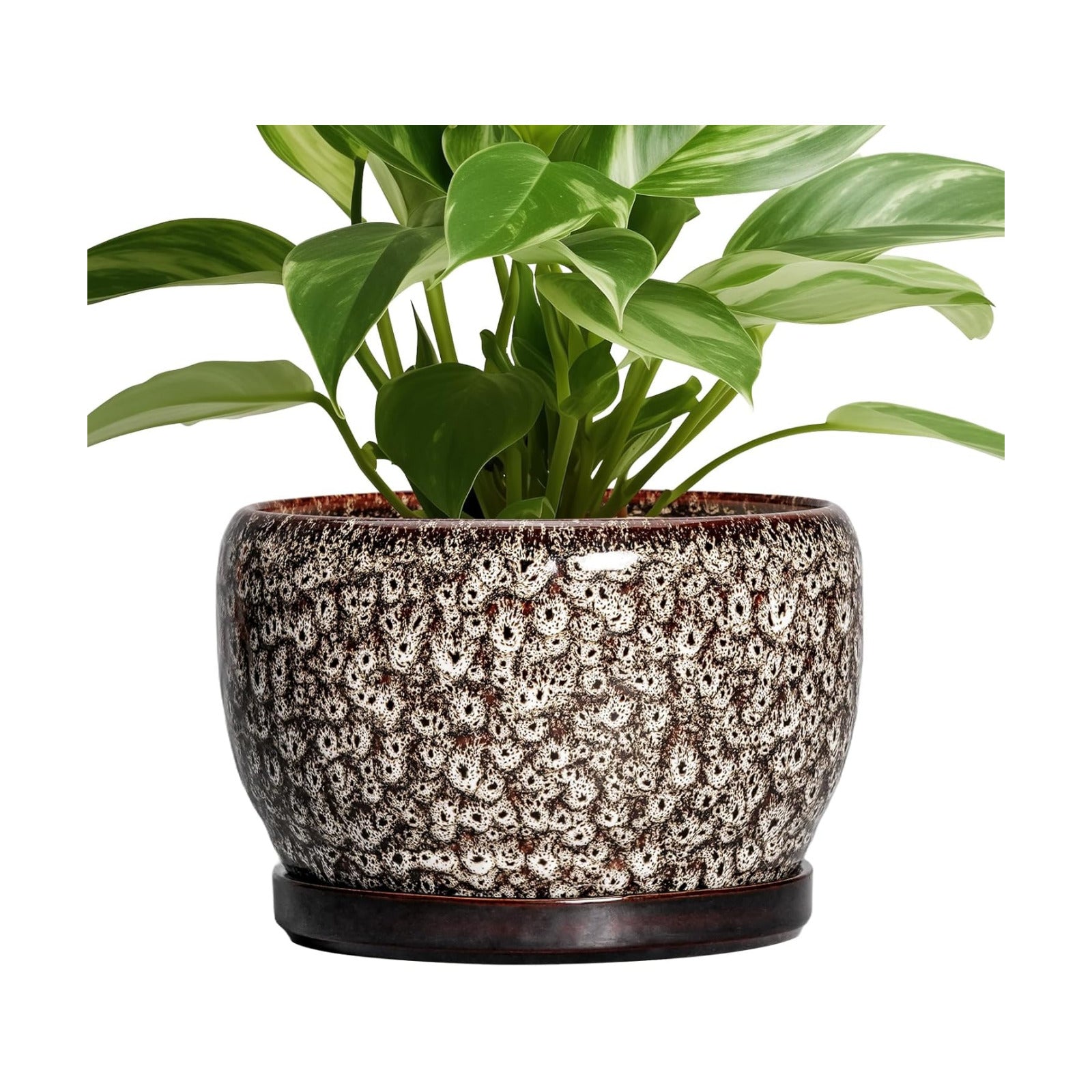 SQOWL Ceramic Planter - 8 inch Plant Pot Indoor with Drainage Hole and Plant Saucer, Round Ceramic Flower Pots Outdoor