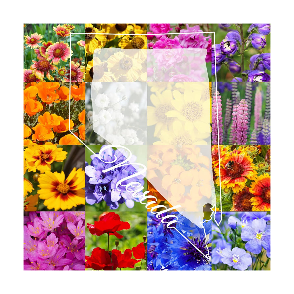 Northern Nevada Wildflower Seed Mix, 1/4 lb Covers 800 sq ft, Multi-Color Perennial and Annual Non-GMO Blooms to