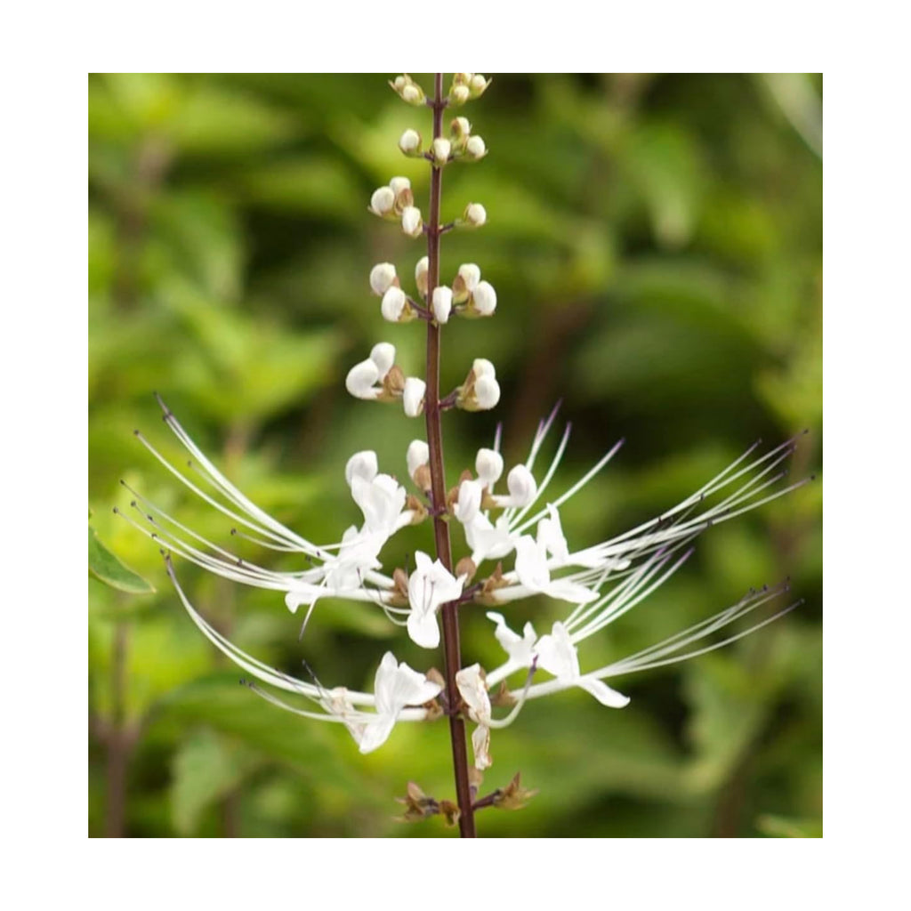 White Cat Whiskers Live Plants - Pack of 2 - Orthosiphon Stameneus - Kidneys Tea Plant - Java Tea Perennial Flowering