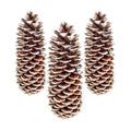 Large Pine Cones for Crafts, 9-12 Inch Extra Large Frosted Sugar Pinecones - Set of 3 Natural Pine Cones for Christmas Tree Ornaments, Vase Fillers, Rustic Home & Holiday Décor - Frosted