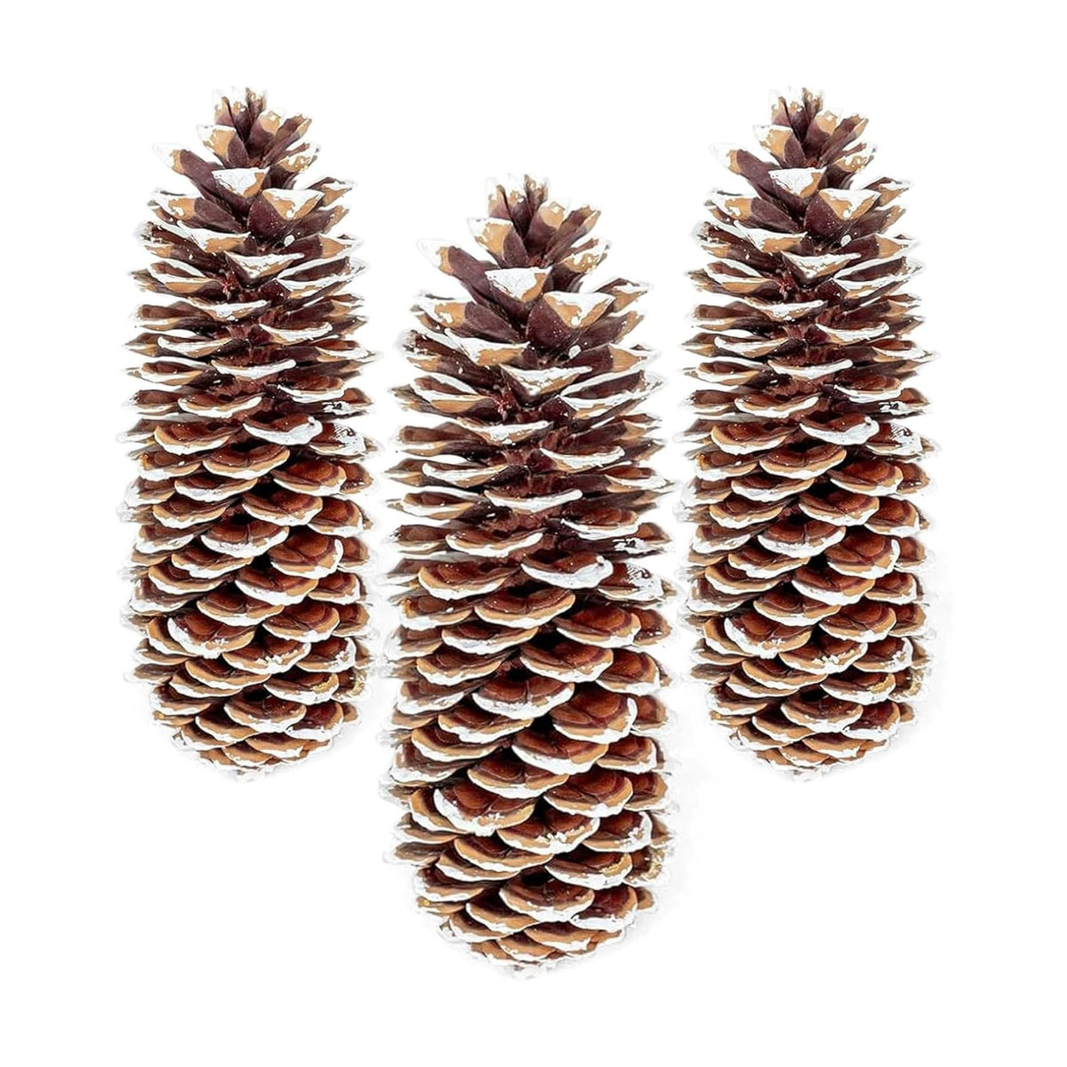 Large Pine Cones for Crafts, 9-12 Inch Extra Large Frosted Sugar Pinecones - Set of 3 Natural Pine Cones for Christmas Tree Ornaments, Vase Fillers, Rustic Home & Holiday Décor - Frosted
