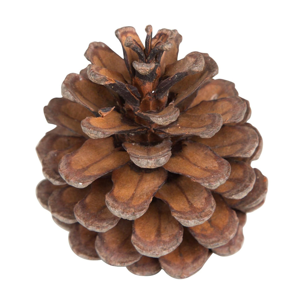 Natural Austriaca Pine Cones for Crafts - 2-3 Inch Real Pinecones for Christmas Decorating Ornaments, Holiday Decor Vase Filler - Rustic Woodland Dried Pine Cones - Set of 24 – Natural