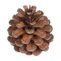 Natural Austriaca Pine Cones for Crafts - 2-3 Inch Real Pinecones for Christmas Decorating Ornaments, Holiday Decor Vase Filler - Rustic Woodland Dried Pine Cones - Set of 24 – Natural