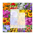 Utah Wildflower Seed Mix, 1/4 lb Covers 800 sq ft, Multi-Color Perennial and Annual Non-GMO Blooms to Attract