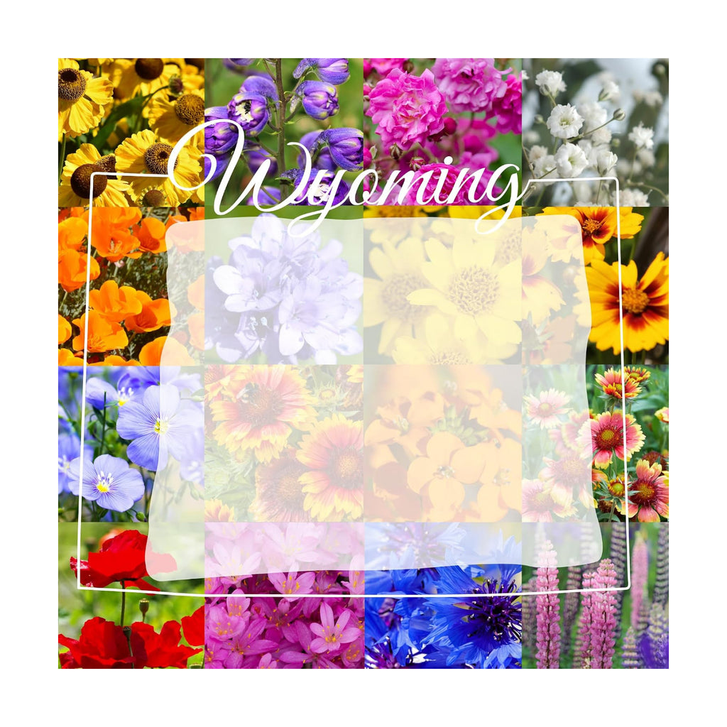 Wyoming Wildflower Seed Mix, 1/4 lb Covers 800 sq ft, Multi-Color Perennial and Annual Non-GMO Blooms to Attract