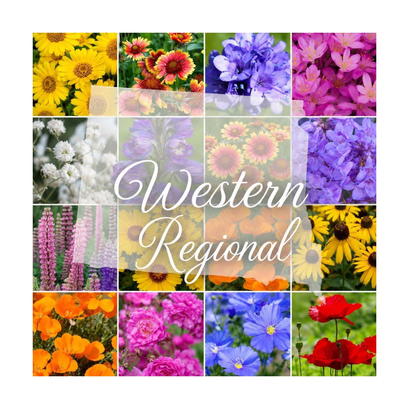 Western Wildflower Seed Mix – 16 Annual & Perennial Species, 1lb Covers Up to 3,200 Sq Ft, Pollinator-Friendly, Non-GMO