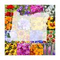 Eastern Oregon Wildflower Seed Mix, 1/4 lb Covers 800 sq ft, Multi-Color Perennial and Annual Non-GMO Blooms to Attract