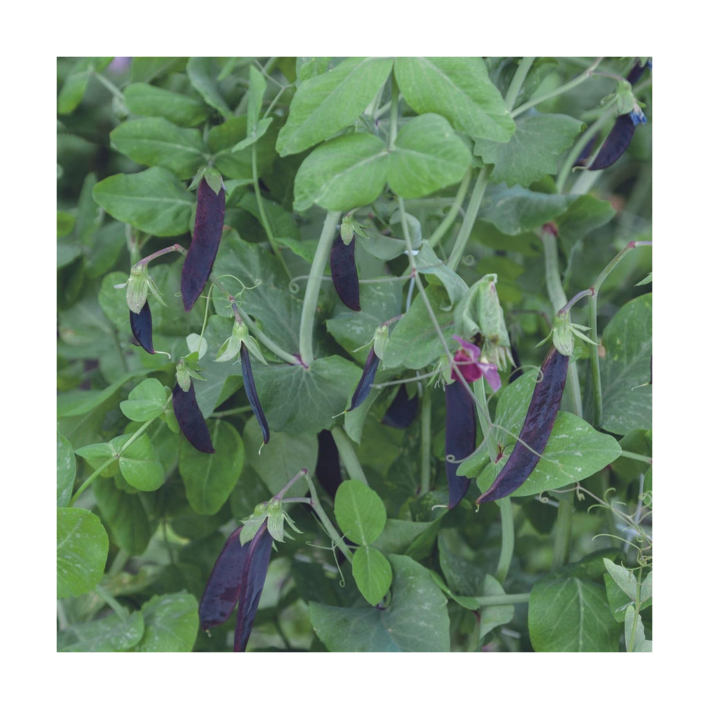 Mountain Valley Seed Co Purple Magnolia Snap Pea Seeds 1 Lb ~1,844 Seeds | Hybrid - Non-GMO - Sweet Flavor - Vining