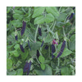 Mountain Valley Seed Co Purple Magnolia Snap Pea Seeds 1 Lb ~1,844 Seeds | Hybrid - Non-GMO - Sweet Flavor - Vining