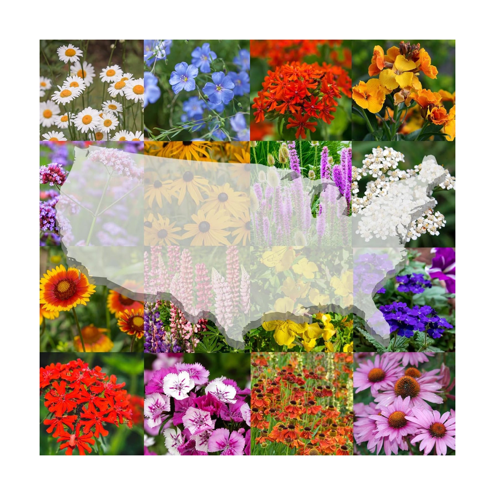 United States Nationwide Bulk All Perennial Non-GMO Wildflower Seed Mix - All U.S. Zones - Plant in Spring and Fall 1/4
