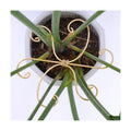 7.5In Monstera Plant Stem Support Hook Set-5PCS Metal stem Holder | Premium Stem Support for Monstera &