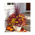 Ivydale Artificial Mums Flowers for Outdoors 12 Pcs + Burgundy Grass