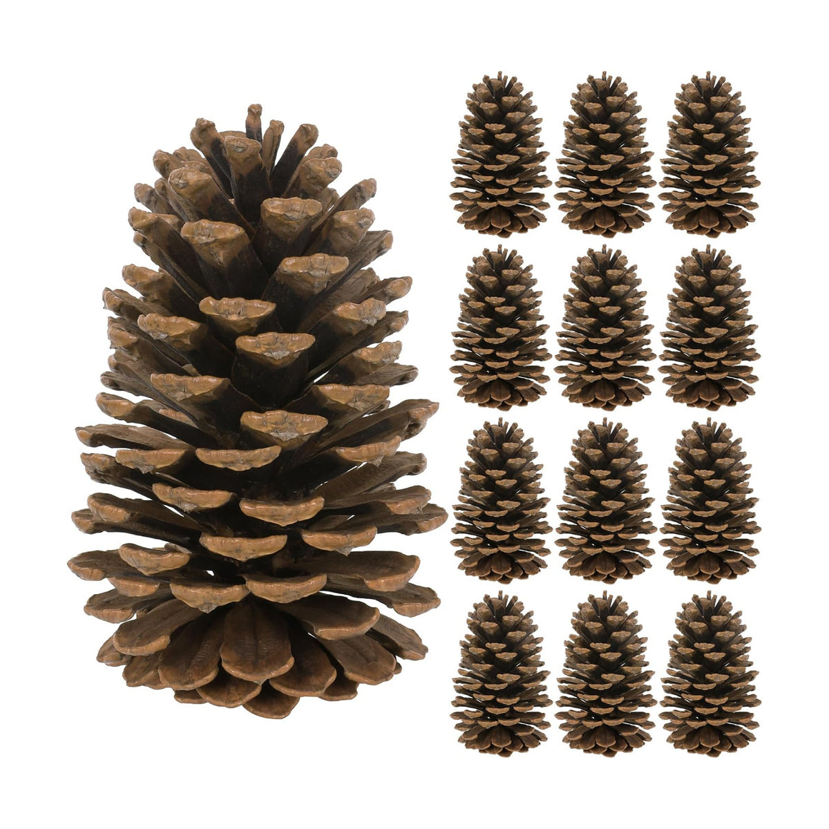 12PCS Large Pine Cones, 3.93-5.51 Inches Tall Pinecones Bulk, Natural Pine Cones for Craft Home Accent Decor Christmas Decorations Table Accessories Supplies Xmas