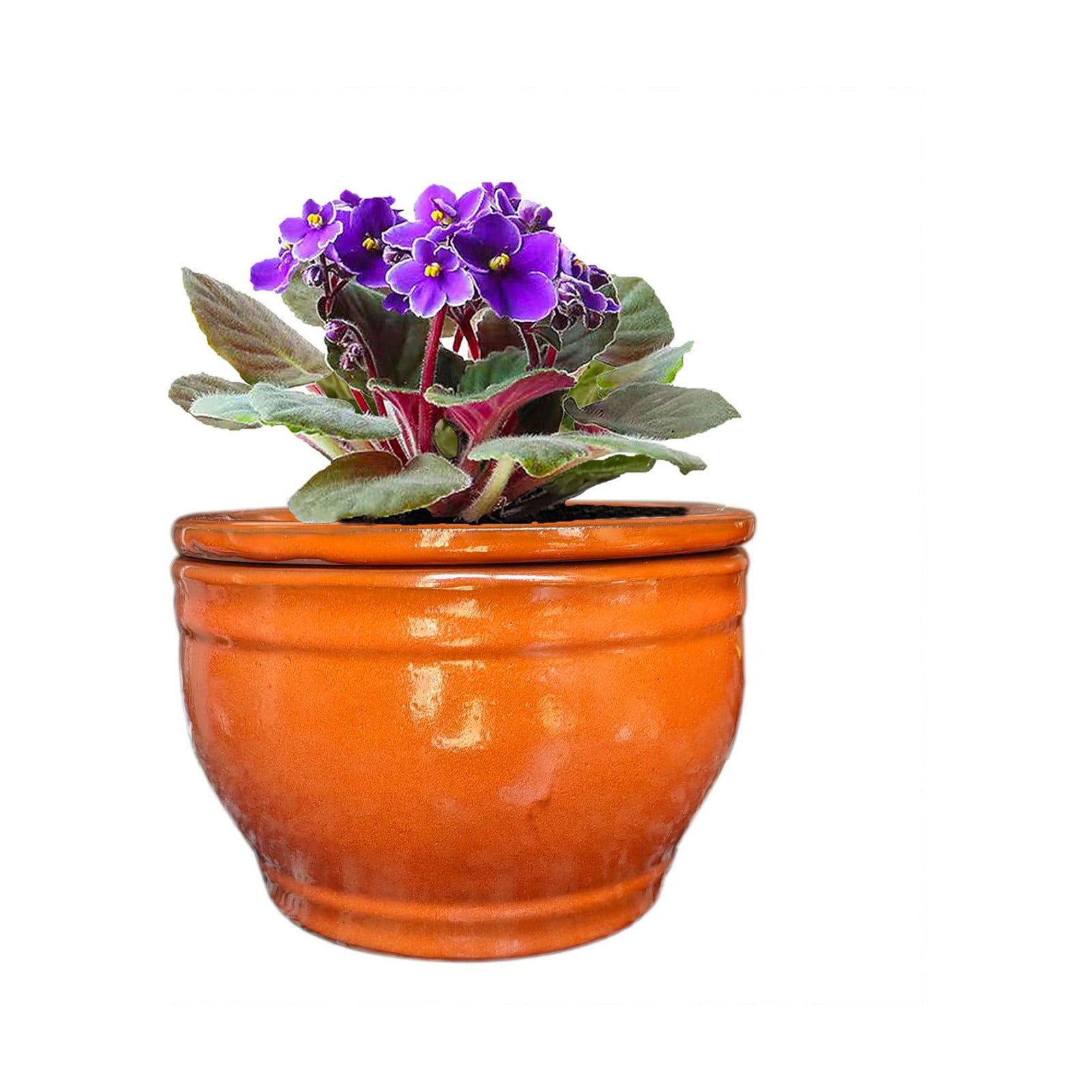 African Violet Pots Self Watering Round Ceramic Violet Pot (Orange, 6 inch)