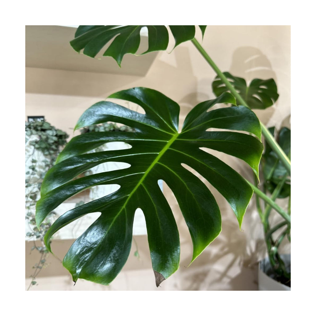 Green Philodendron Plant Live, Starter Houseplant, 5-8 Inch Tall | Zones 10-12 Indoors, Tropical Foliage, Moss Pole