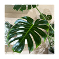 Green Philodendron Plant Live, Starter Houseplant, 5-8 Inch Tall | Zones 10-12 Indoors, Tropical Foliage, Moss Pole
