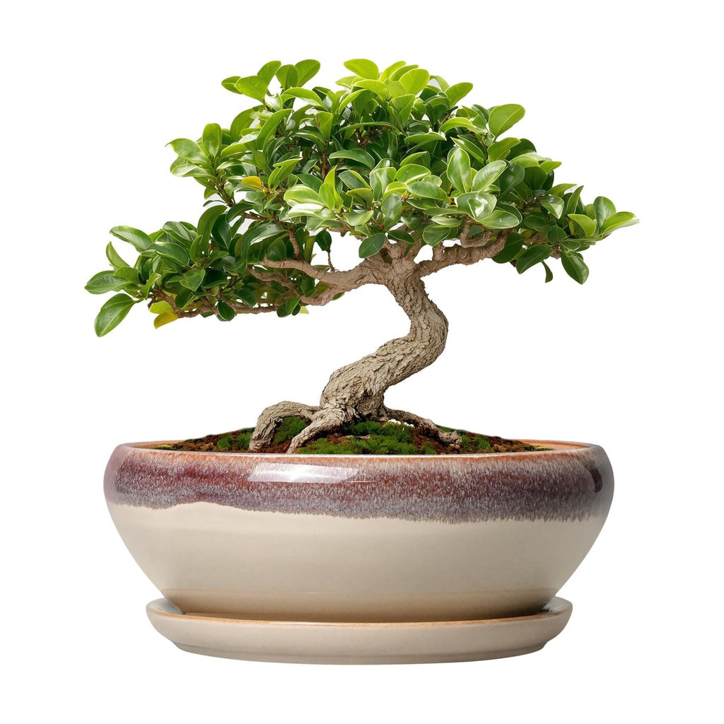 SQOWL Small Bonsai Pots - 6 Inch Ceramic Plant Pots for Succulents, Shallow Planter with Drainage Hole and Saucer