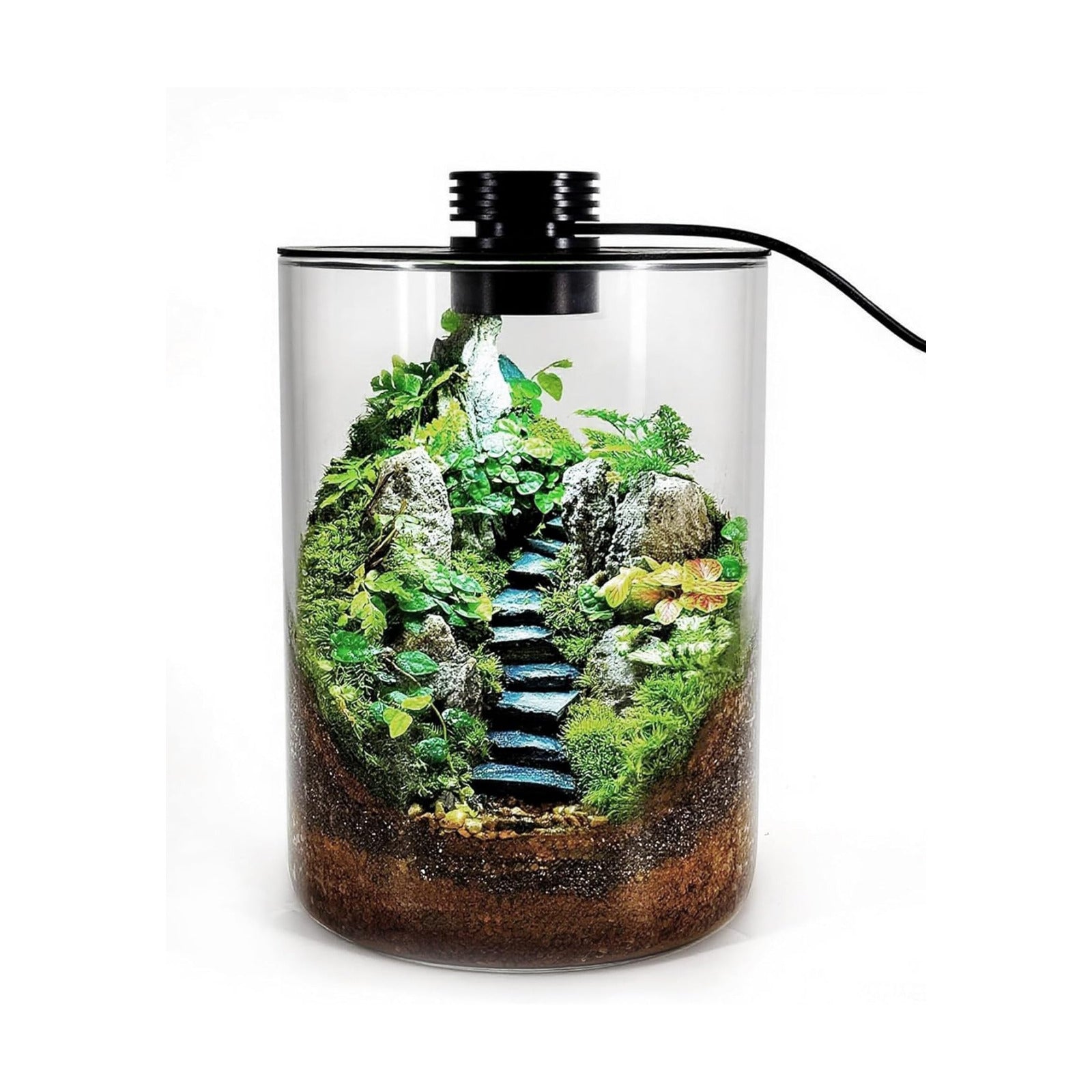 Desktop Glass Terrarium with Grow Light (7.5" H x 5.9" D) - for Succulents, Moss, Mini Gardens, Betta Fish Tanks