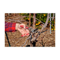 Corona Tools ClassicCUT Forged Bypass Hand Pruner – 1/2-inch Cut Capacity Heavy-Duty Garden Hand Pruner for Tree, Shrub