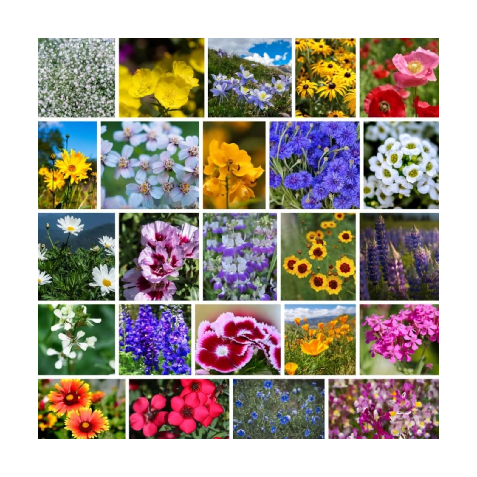 Mountain Valley Seed Co Pacific Northwest Wildflower Seeds - 1 Lb | ~640,000 + Non-GMO Seed - 25 Varieties Including