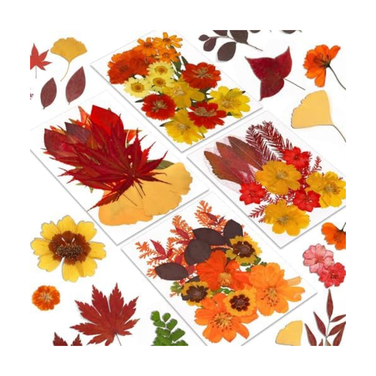 Augshy Fall Dried Pressed Flowers and Leaves for Autumn Crafts Resin DIY