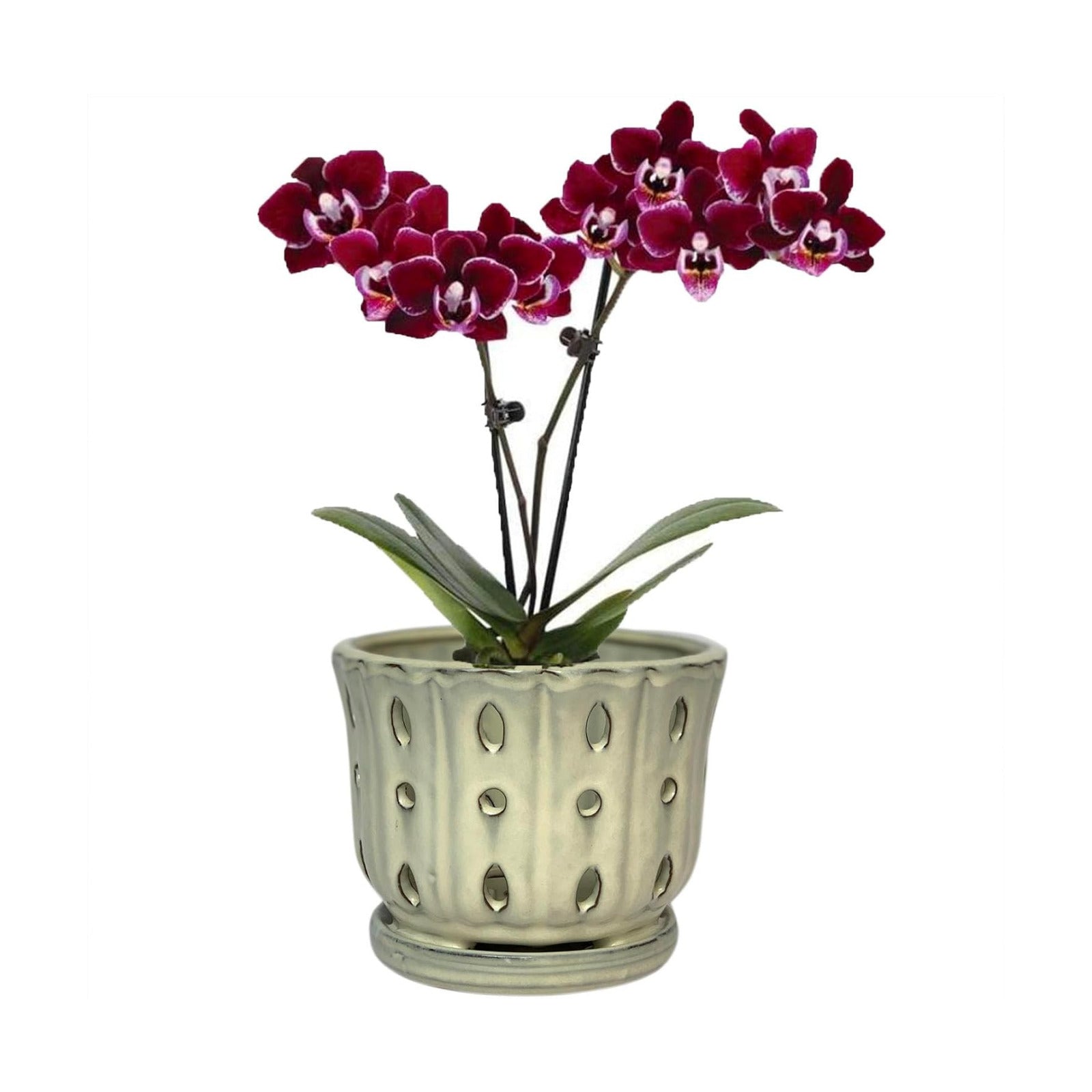Ceramic Orchid Pot With Attached Saucer and Drainage Hole 6'' (Cream) | Orchid Planter,Orchid Ceramic Pot,Orchid Pots