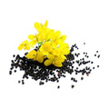 Sustainable Seed Co Organic Rapeseed Canola 1 Lb 214,400 Seeds Non-GMO | Open-Pollinated - Brassica Napus - Grows