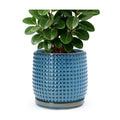 D'vine Dev Beaded Ceramic Pot with Saucer, 8 in, Ocean Teal, 27-C-Q-8