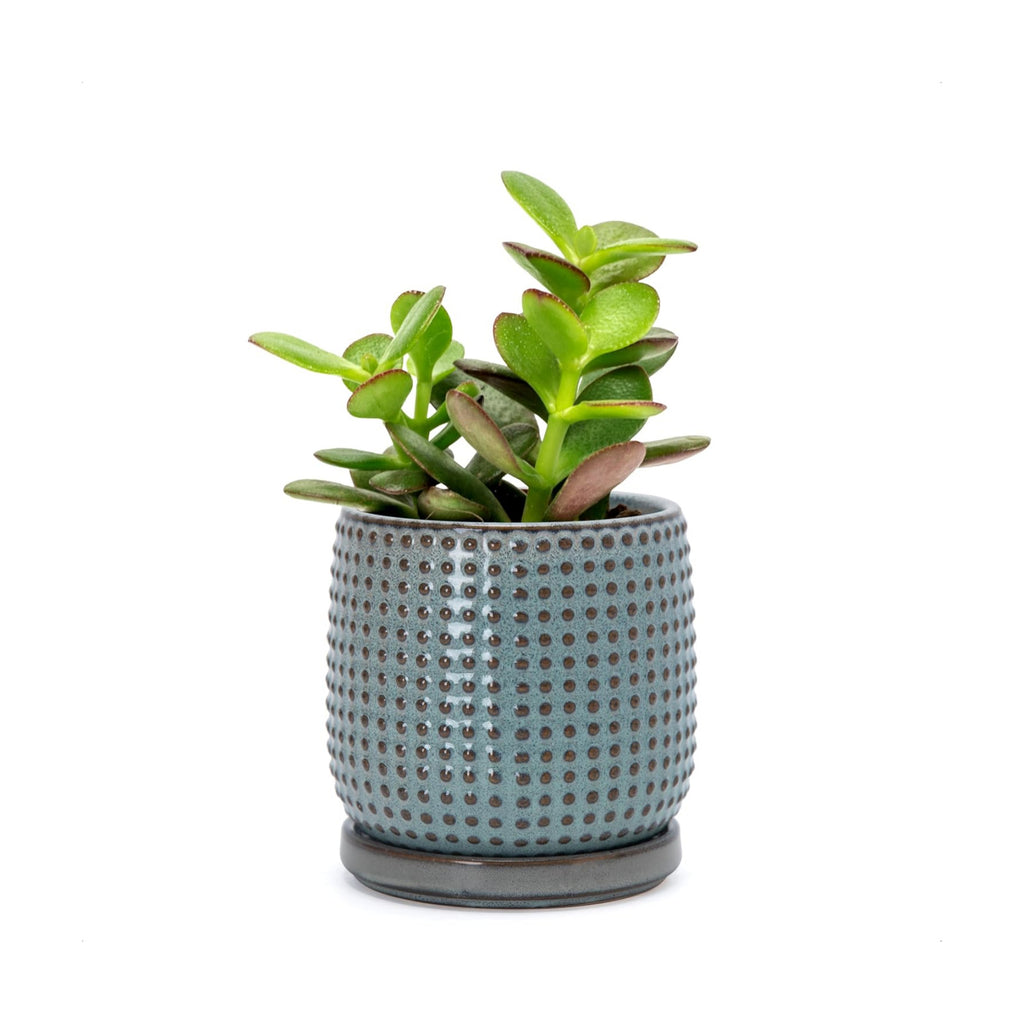 D'vine Dev Beaded Ceramic Pot with Saucer, 4 in, Graphite Blue, 27-C-Z-9