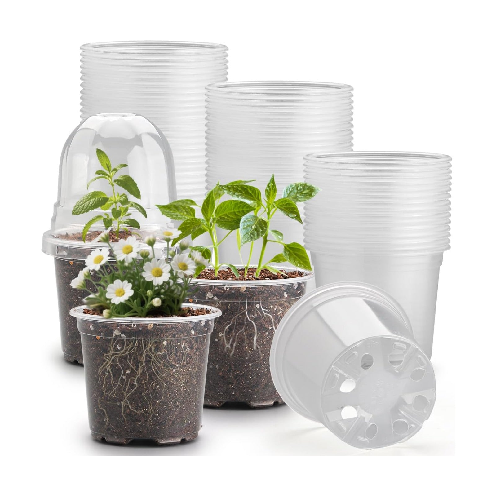 RooTrimmer 60 Pack Clear Nursery Pots with Humidity Domes, 4 Inch Plastic Plant Pots with Drainage Holes for Seedlings