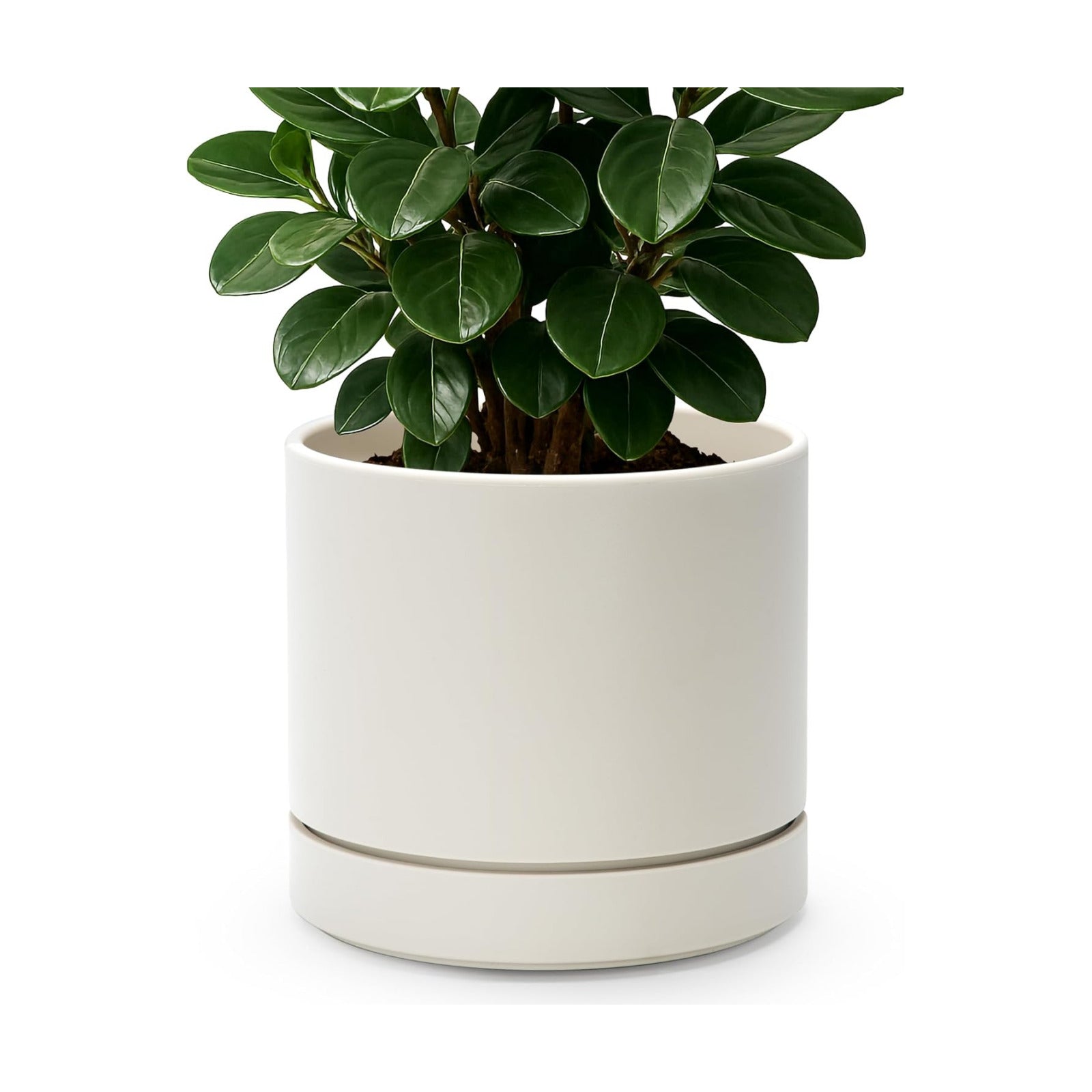 Phoenix Vine 8 Inch Planter Pot with Drainage Hole & Saucer, Deep Water Catch Tray, Straight Cylindrical Round Pot for