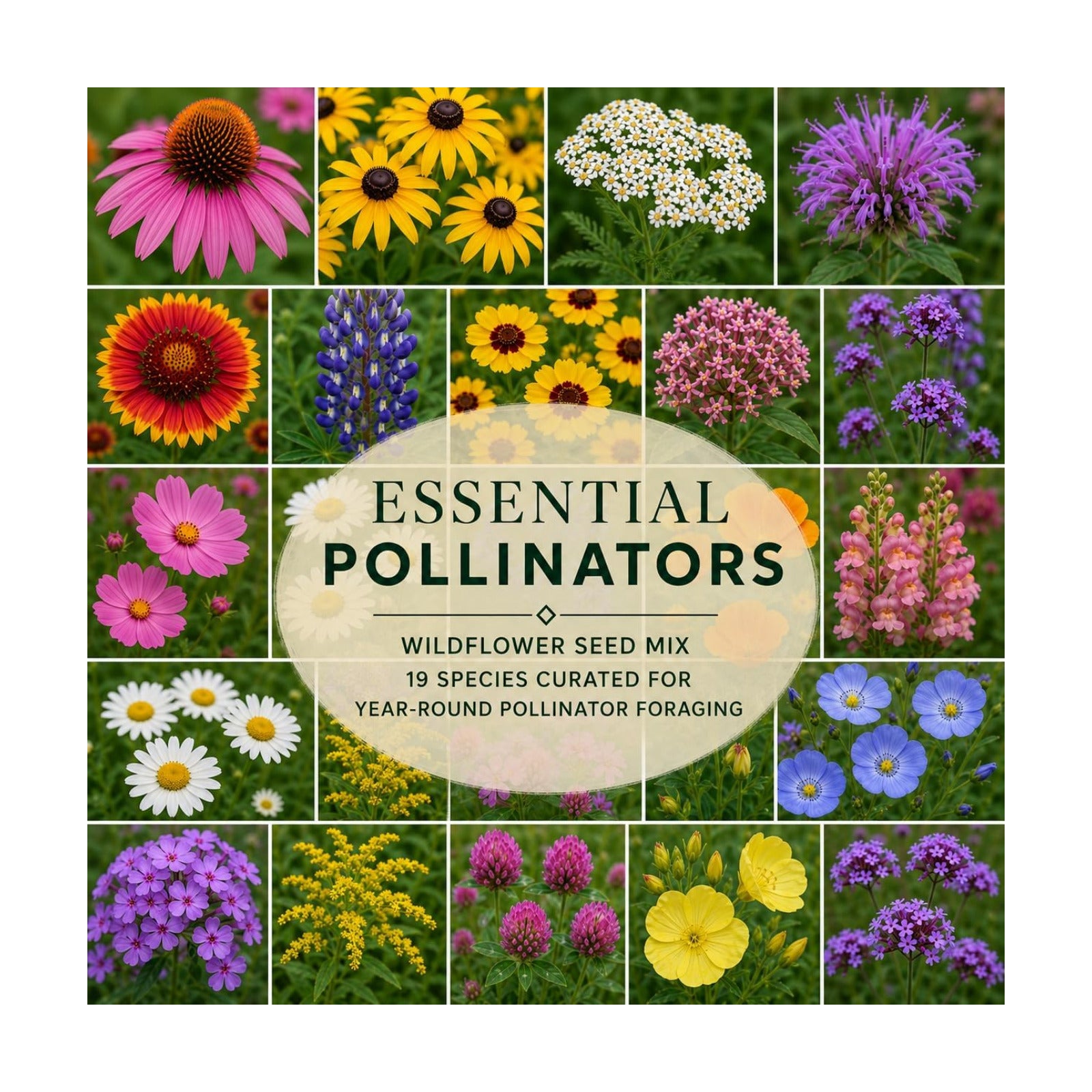 Essential Pollinator Wildflower Seed Mix – Bee & Butterfly Garden Seeds, 19 Annual & Perennial Species