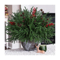HyeFlora 17 PCS Christmas Norfolk Pine Stems with Small Pinecones and Red Berries Branches,19 Inch Real Touch Artificial DIY Greenery Pine Needles, Faux Cedar Pines Picks for Wreath Garland Xmas Décor