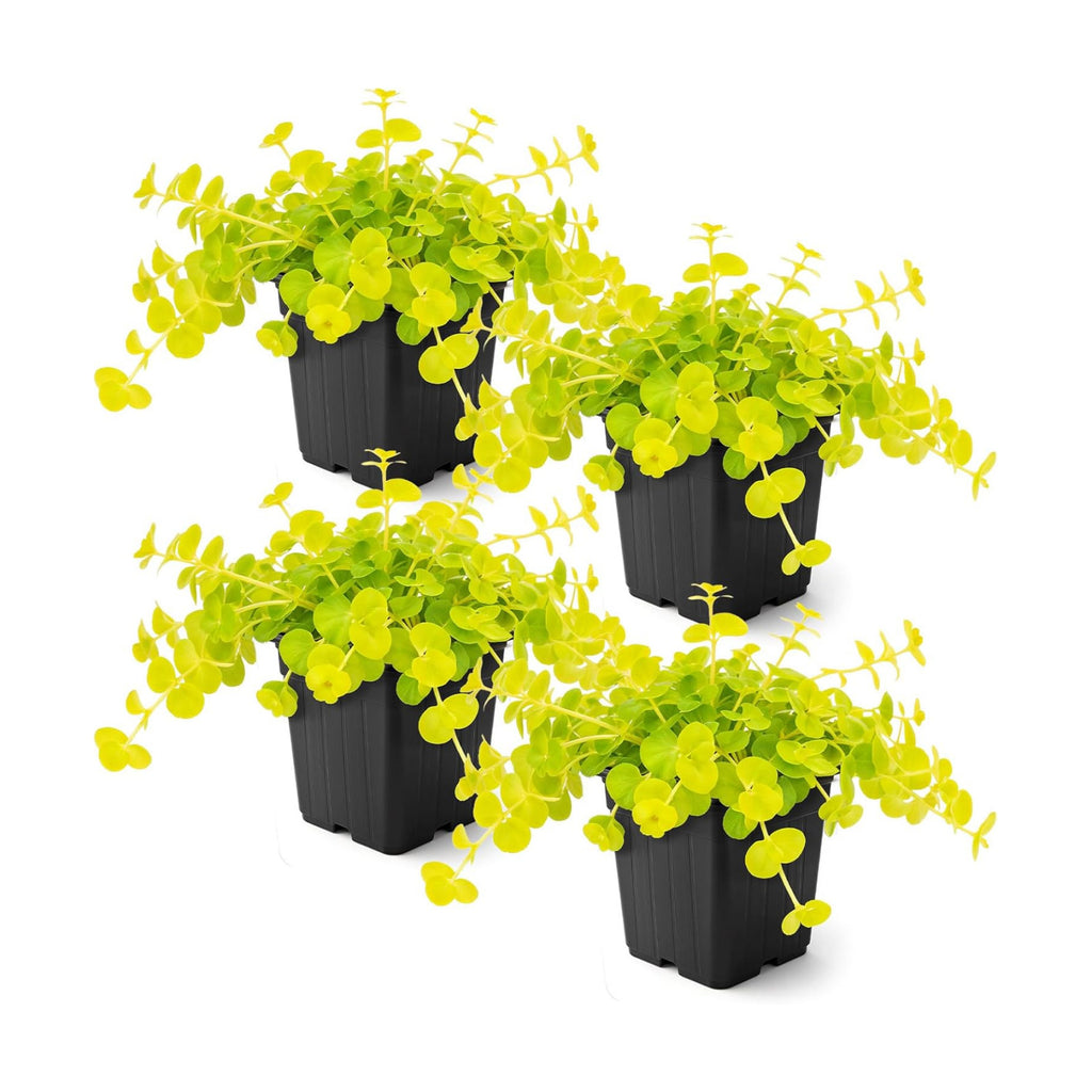 Live Creeping Jenny (Lysimachia nummularia) (4 Pack) - Trailing Ground Cover Perennial, 6" Tall by 4" Wide in 1 Pt Pot