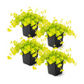 Live Creeping Jenny (Lysimachia nummularia) (4 Pack) - Trailing Ground Cover Perennial, 6" Tall by 4" Wide in 1 Pt Pot