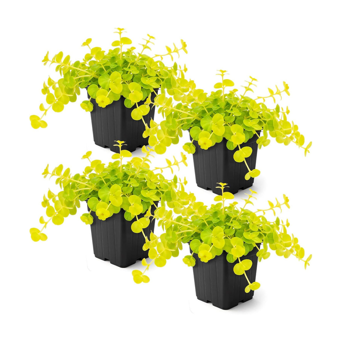Live Creeping Jenny (Lysimachia nummularia) (4 Pack) - Trailing Ground Cover Perennial, 6" Tall by 4" Wide in 1 Pt Pot