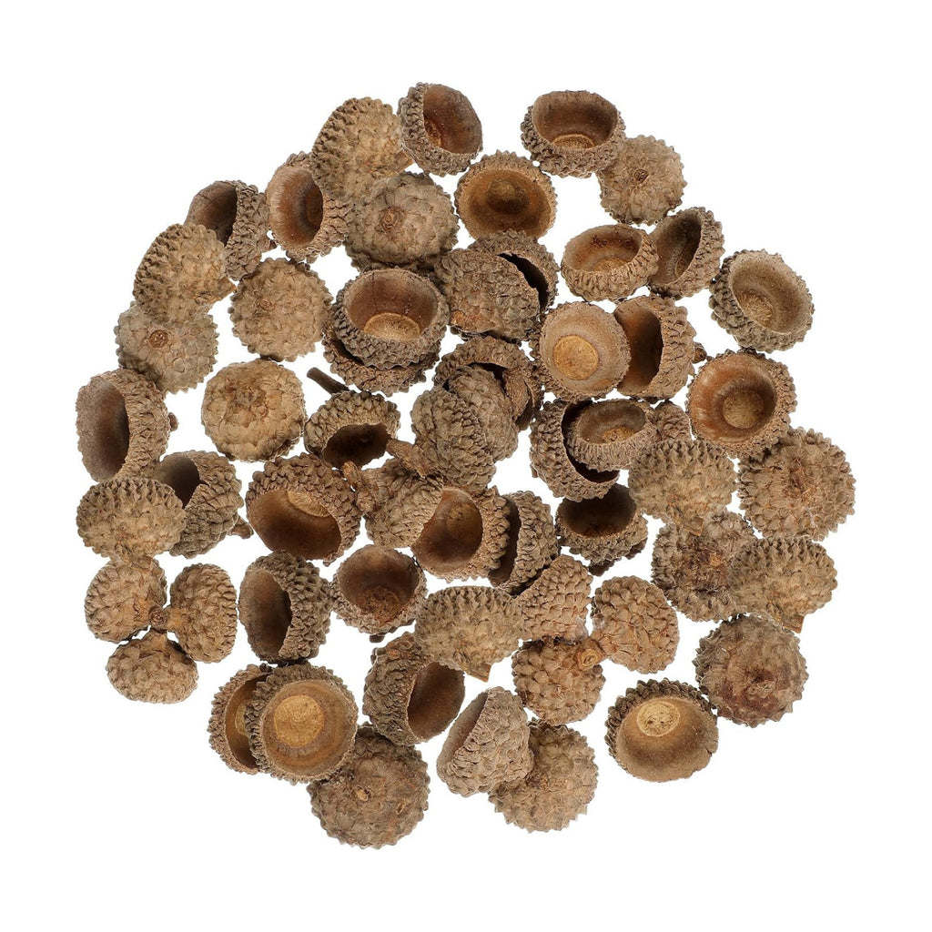 Ciieeo 100 Pcs Natural Acorn Caps - Light Brown Dried Botanical Vase Fillers for Home Decor | Rustic Plant Material for Autumn Wedding Thanksgiving and Christmas Ornaments