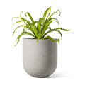 LE TAUCI 6 Inch Plant Pot, Ceramic Planter for Herbs & Small Houseplants, Tabletop Indoor Pot for Shelf, Desk and