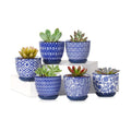 Selamica Ceramic 2.4 Inch Succulent Pots, Mini Succulent Planter Pot for Cactus Plant with Drainage Holes & Saucers