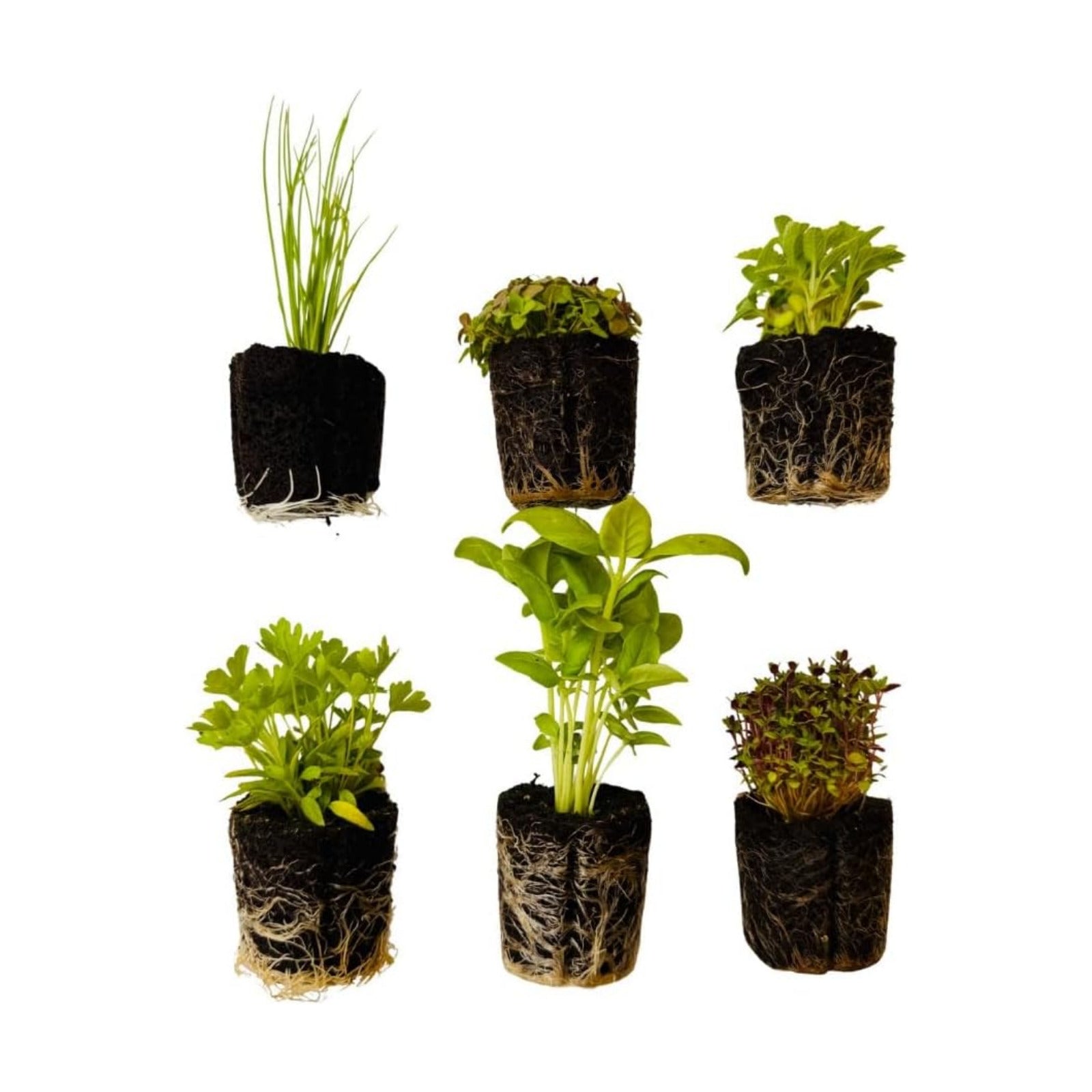 Herb Seedlings: Ready-to-Plant Seedlings, Starts, Plugs, Garden-Ready, Live Plants, Transplants, Pre-sprouted, for Soil
