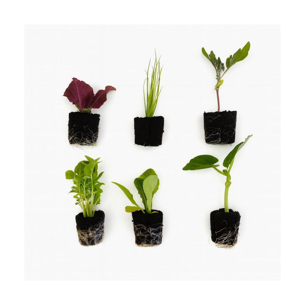 Farmers Bundle: Ready-to-Plant Seedlings, Starts, Plugs, Garden-Ready, Live Plants, Transplants, Pre-sprouted, for Soil